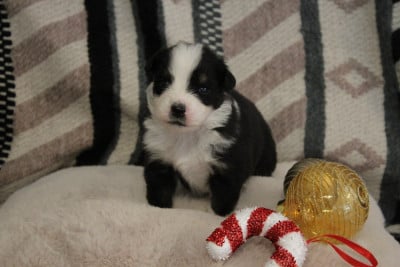 Les chiots de Berger Australien