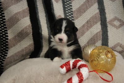 Les chiots de Berger Australien