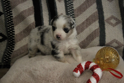 Les chiots de Berger Australien