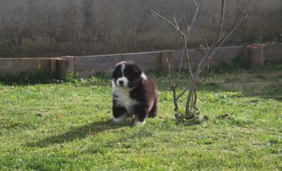 Les chiots de Berger Australien