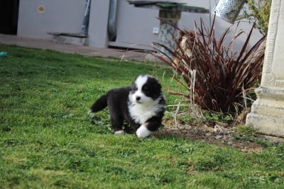 Les chiots de Berger Australien