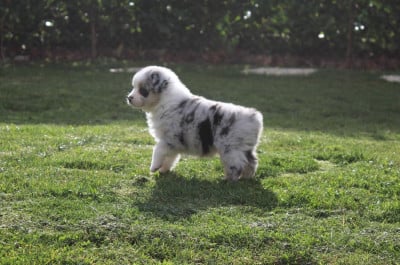 Les chiots de Berger Australien