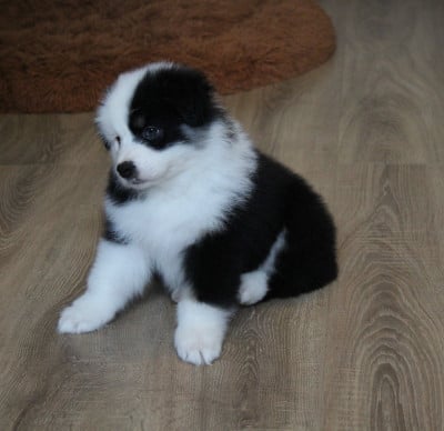 Les chiots de Berger Australien