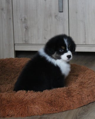 Les chiots de Berger Australien
