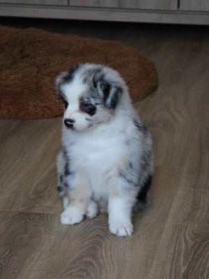 Les chiots de Berger Australien