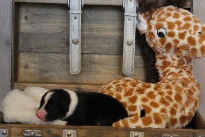 Les chiots de Berger Australien