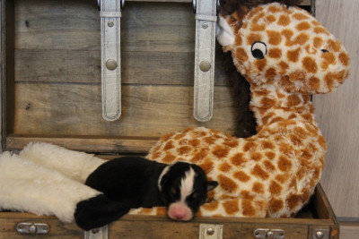 Les chiots de Berger Australien