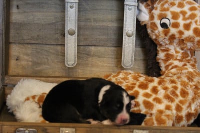 Les chiots de Berger Australien