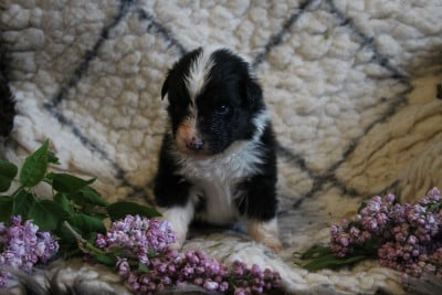 Les chiots de Berger Australien