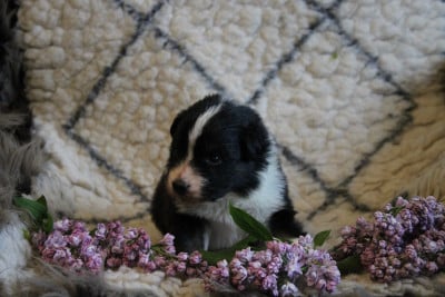 Les chiots de Berger Australien