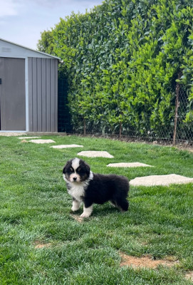 Les chiots de Berger Australien