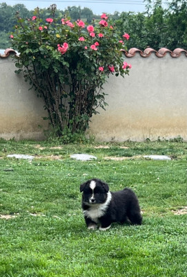 Les chiots de Berger Australien