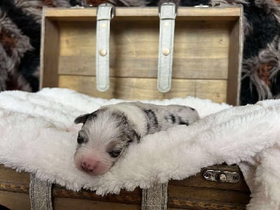 Les chiots de Berger Australien