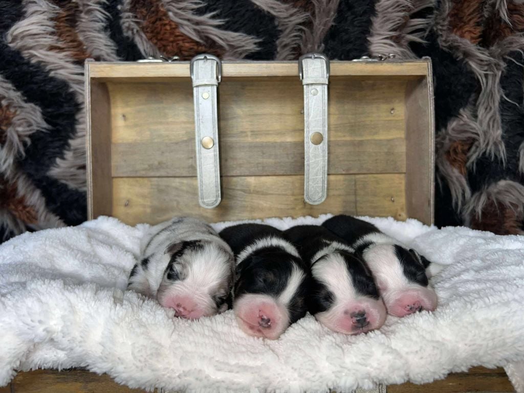 Berger Australien - de la Plaine Ariègeoise