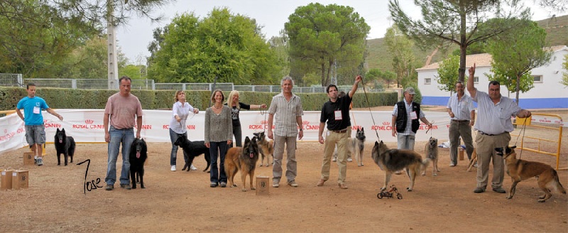 Fado Van de hoge laer - CACS - Meilleur Mâle Tervueren