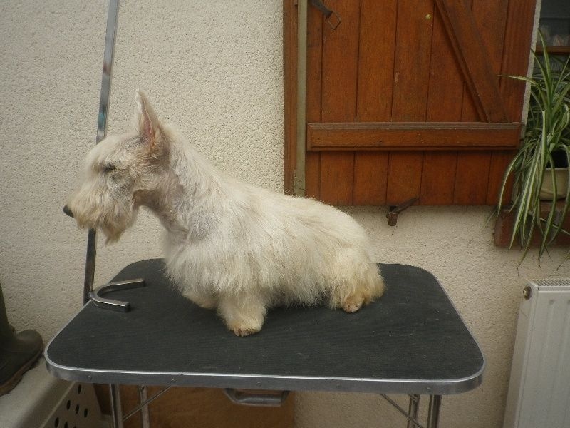 Izea-destynee Nouvelle Generation - 2eme excellent