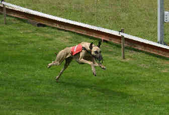 Publication : Rais Siyada