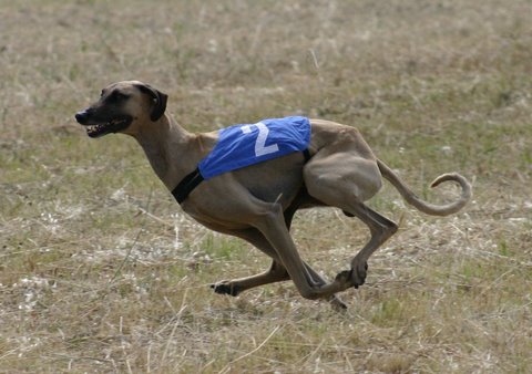 Publication : Rais Siyada