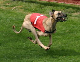 Publication : Rais Siyada