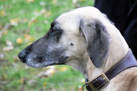 Publication : Rais Siyada