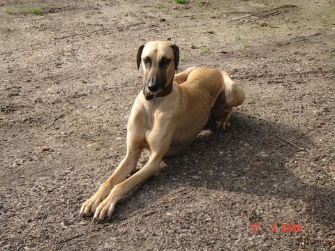 Publication : Rais Siyada