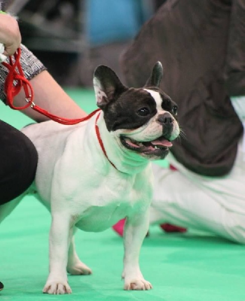 CH. Ilia du Val du Méaudret - CACS MEILLEUR RACE SEXE OPPOSE