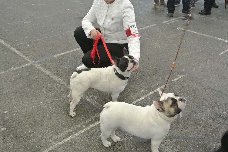 CH. Ilia du Val du Méaudret - RCACS -RCACIB