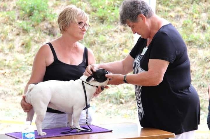 CH. Ilia du Val du Méaudret - 2 EME EXCELLENT