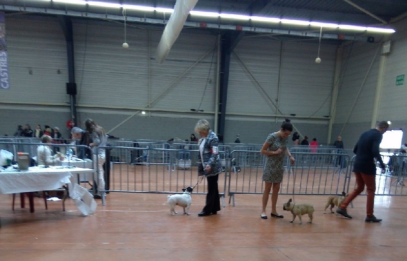 CH. Ilia du Val du Méaudret - 1ER EXC CACS