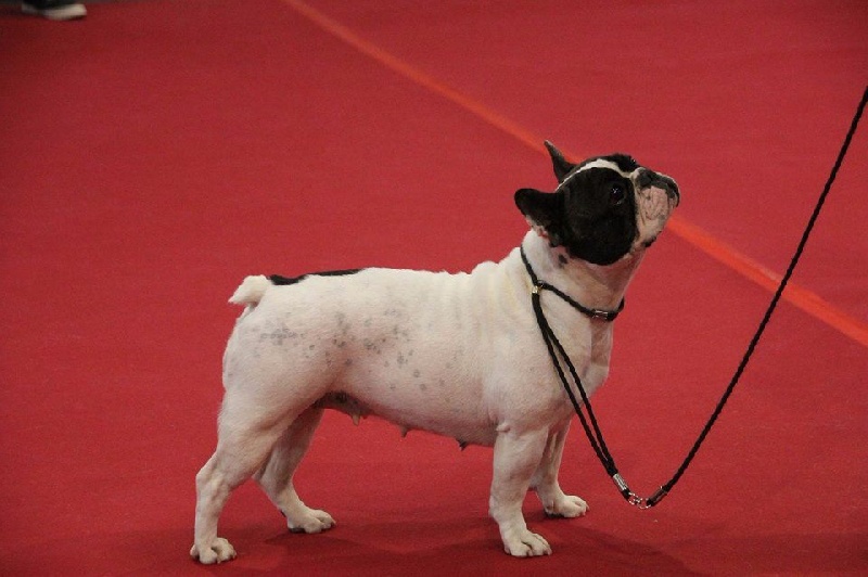 CH. Ilia du Val du Méaudret - CACS