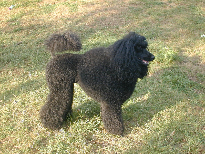 Brunella de l'Airial d'Or