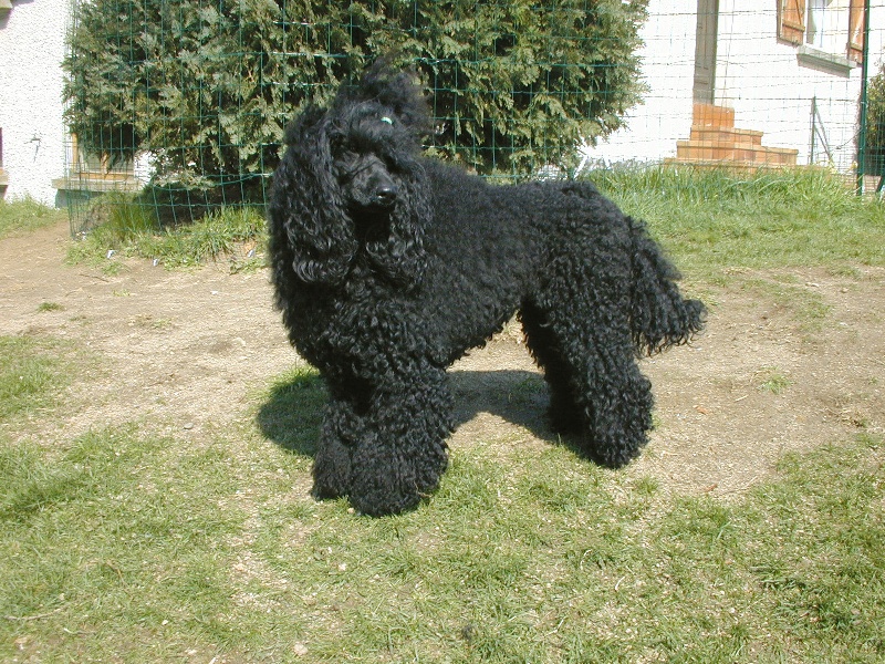 Brunella de l'Airial d'Or