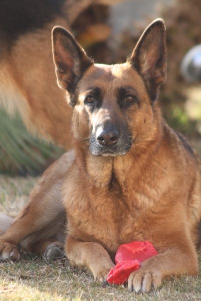 Accueil Elevage De La Grotte D Ouvea Eleveur De Chiens Berger Allemand