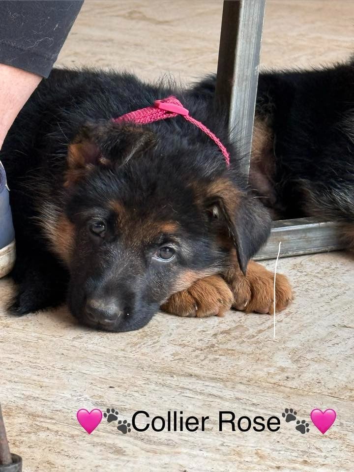 CHIOT 2 - Berger Allemand