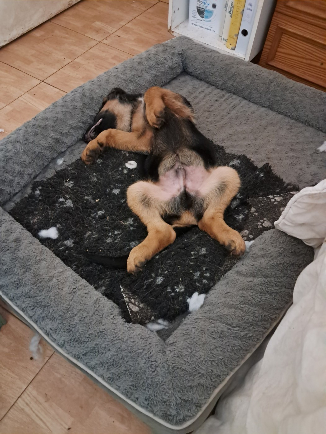 CHIOT 5 - Berger Allemand