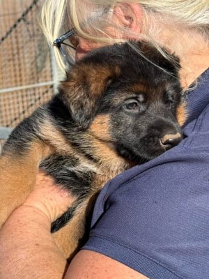 Les chiots de Berger Allemand