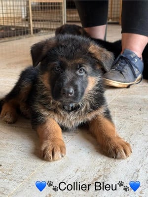 Les chiots de Berger Allemand