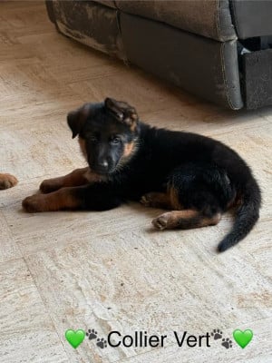 Les chiots de Berger Allemand