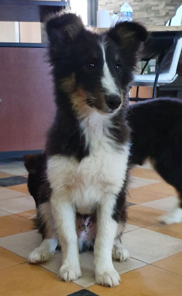 Chiot Elevage De La Croix De Chevalier Eleveur De Berger