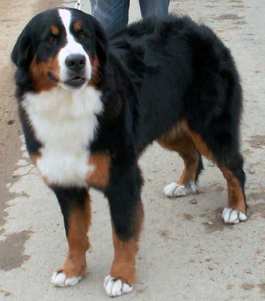 CH. France des Nuits Celtiques