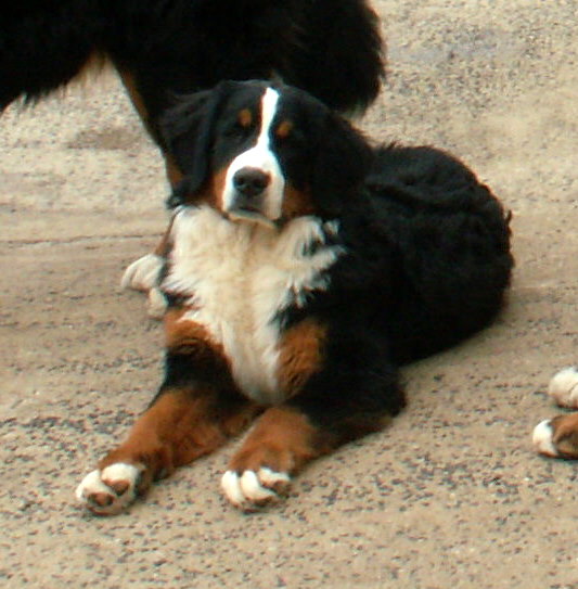 CH. France des Nuits Celtiques