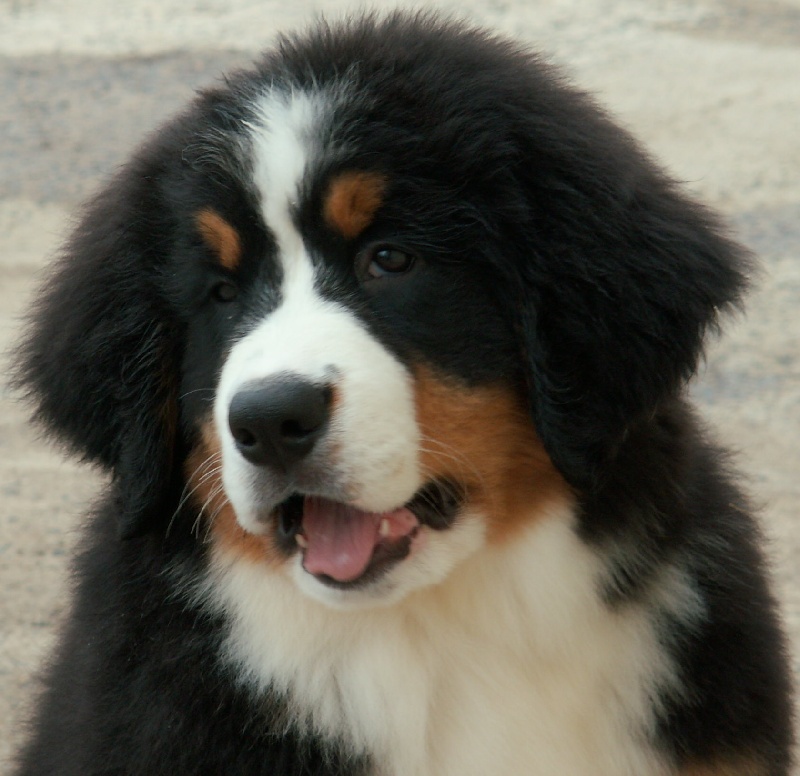 CH. France des Nuits Celtiques