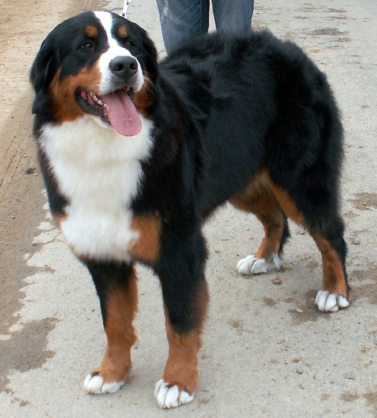 CH. France des Nuits Celtiques