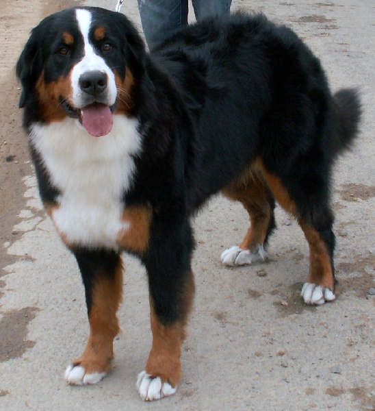 CH. France des Nuits Celtiques