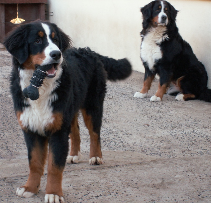 CH. France des Nuits Celtiques