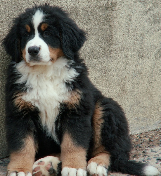 CH. France des Nuits Celtiques