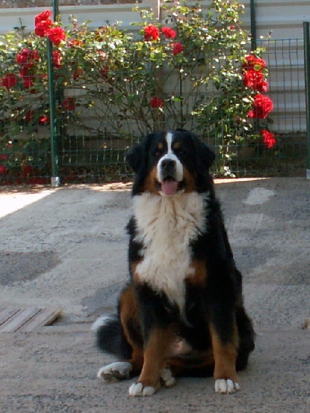 CH. France des Nuits Celtiques