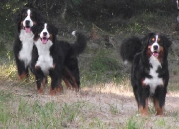 Accueil Elevage Des Nuits Celtiques Eleveur De Chiens