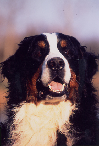 Publication : de Notre Dame des Neiges