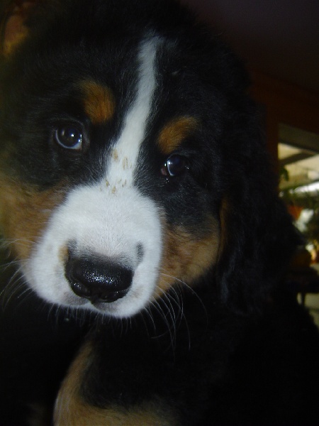 Christy de Notre Dame des Neiges